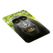 Lächelnd Crested Celebes Macaque Monkey Magnet (Rechte Seite)