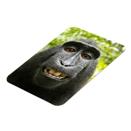 Lächelnd Crested Celebes Macaque Monkey Magnet (Linke Seite)