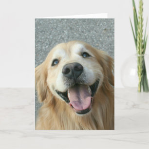 Lächelnd Golden Retriever Danke