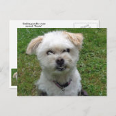 Lächelnd Poodle-cross Postcard Postkarte (Vorne/Hinten)