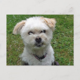 Lächelnd Poodle-cross Postcard Postkarte