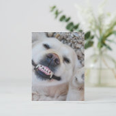 Lächelnd Retriever Postkarte (Stehend Vorderseite)