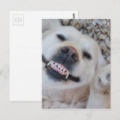 Lächelnd Retriever Postkarte (Vorne/Hinten)