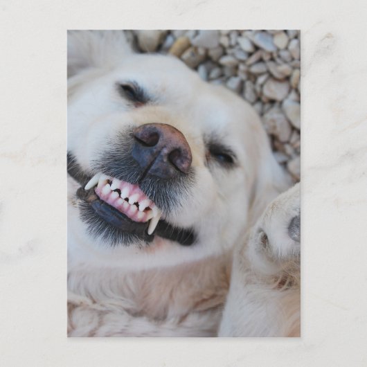 Lächelnd Retriever Postkarte (Vorderseite)