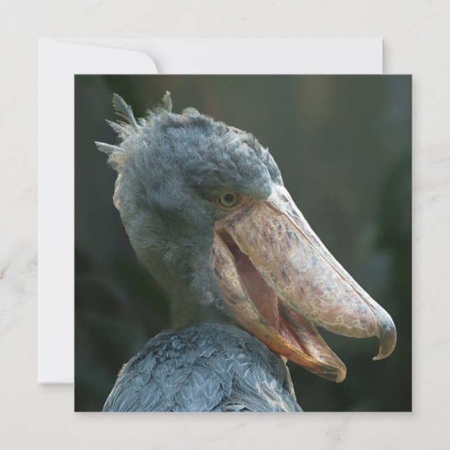 Lächelnd Shoebill (Vorderseite)
