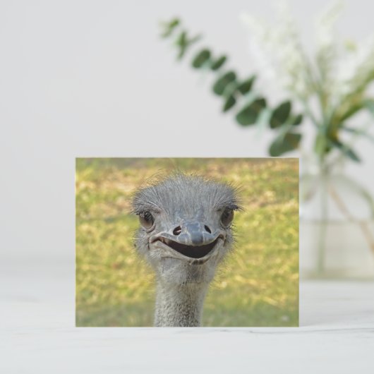 Lächelnd Straußenpostcard Postkarte (Stehend Vorderseite)