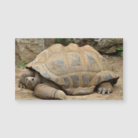 Lächelnd Tortoise Blank Magnetkarte (Vorderseite)