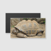 Lächelnd Tortoise Blank Magnetkarte (Vorne/Hinten)