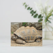 Lächelnd Tortoise Danke Karte (Stehend Vorderseite)