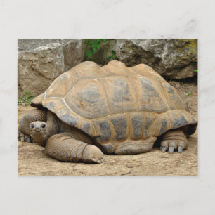 Lächelnd Tortoise Danke Karte