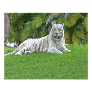 Lächelnd weiße Tiger und Palmen Fotodruck