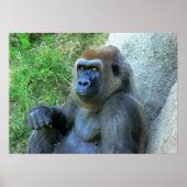Lächelnde Ape Poster (Vorne)