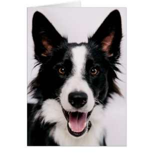 Lächelnde Border-Collie Getty Bild- A