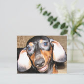 Lächelnde Dackel Postkarte (Stehend Vorderseite)