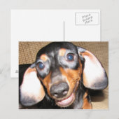 Lächelnde Dackel Postkarte (Vorne/Hinten)