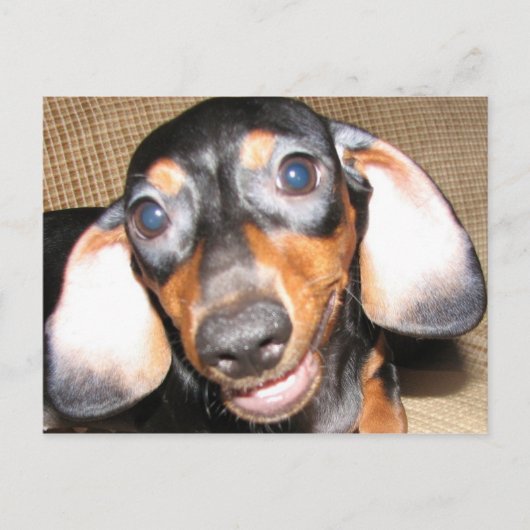 Lächelnde Dackel Postkarte (Vorderseite)