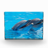 Lächelnde Delphine Fotoblock (Vorderseite)