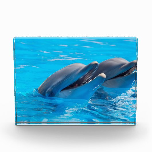 Lächelnde Delphine Fotoblock (Vorderseite)