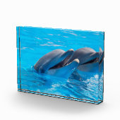 Lächelnde Delphine Fotoblock (Rechts)