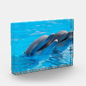 Lächelnde Delphine Fotoblock (Links)