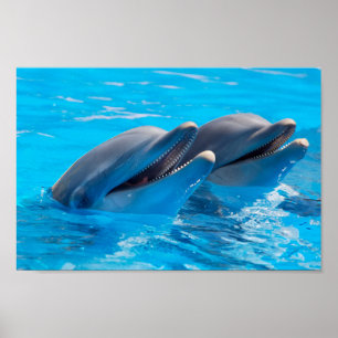 Lächelnde Delphine Poster