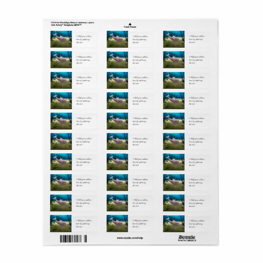 Lächelnde Dolphin (Vorne)