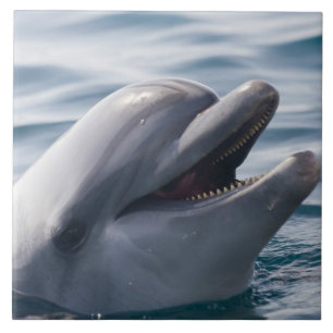 Lächelnde Dolphin Fliese