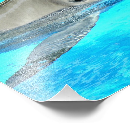 Lächelnde Dolphin Fotodruck (Ecke)