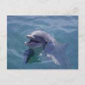 Lächelnde Dolphin Postkarte (Vorderseite)