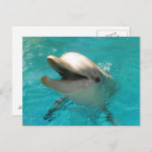 Lächelnde Dolphin Postkarte (Vorne/Hinten)