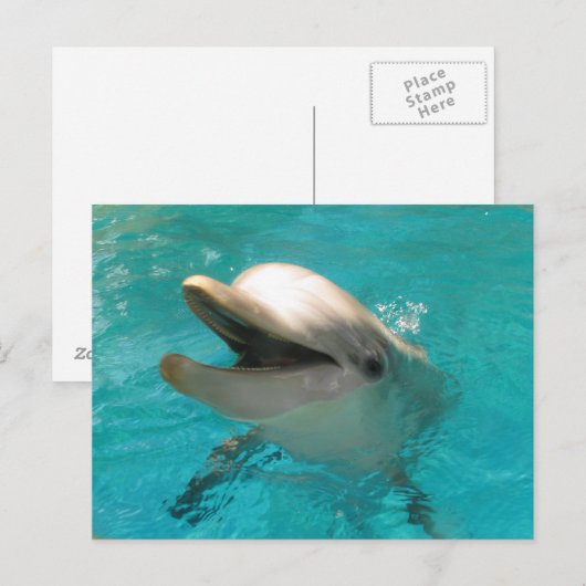 Lächelnde Dolphin Postkarte (Vorne/Hinten)