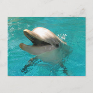 Lächelnde Dolphin Postkarte