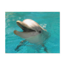 Lächelnde Dolphin