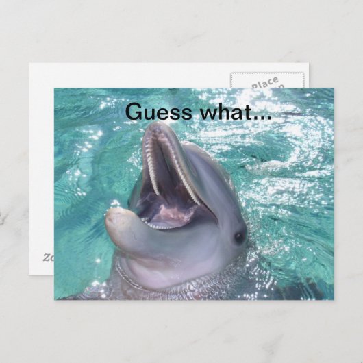 Lächelnde Dolphin Postkarte (Vorne/Hinten)