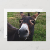 Lächelnde Donkey Postkarte (Vorne/Hinten)