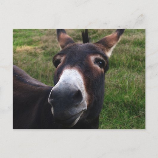 Lächelnde Donkey Postkarte (Vorderseite)