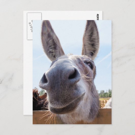 Lächelnde Donkey Postkarte (Vorne/Hinten)