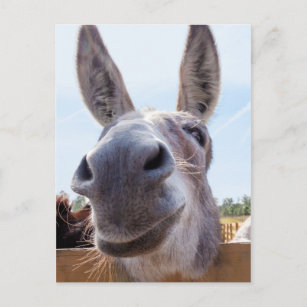 Lächelnde Donkey Postkarte