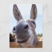 Lächelnde Donkey Postkarte (Vorderseite)