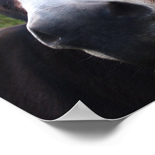 Lächelnde Donkey Print Poster (Ecke)