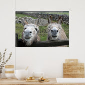 lächelnde Donkeys Poster (Küche)