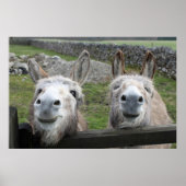 lächelnde Donkeys Poster (Vorne)