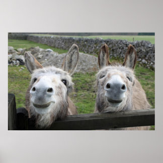 lächelnde Donkeys Poster