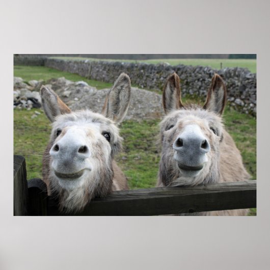 lächelnde Donkeys Poster (Vorne)