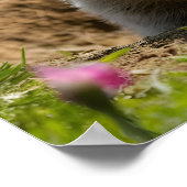 Lächelnde Groundhog Emerging Poster (Ecke)