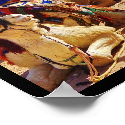 Lächelnde Kamele Poster (Ecke)