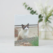 Lächelnde Katze Postkarte (Stehend Vorderseite)