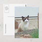 Lächelnde Katze Postkarte (Vorne/Hinten)