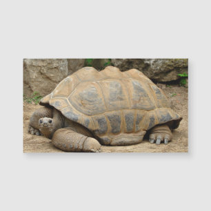 Lächelnde Landschildkröte Blank Magnetkarte