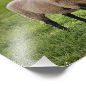 Lächelnde Schafe Fotodruck (Ecke)